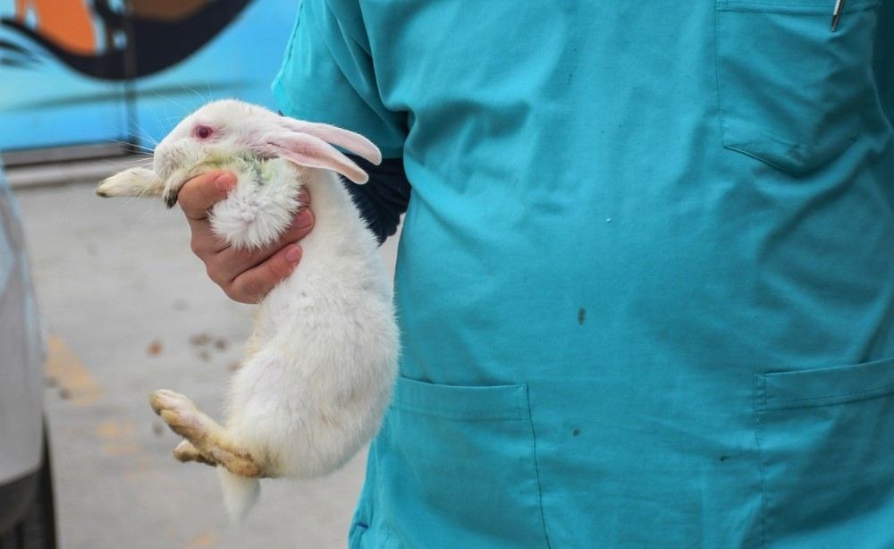 (Özel) Köpeğin Isırarak Yaraladığı Tavşan Yeniden Hayata Tutundu