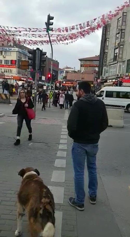 (Özel) Köpekten İnsanlara Trafik Işığı Dersi Kamerada