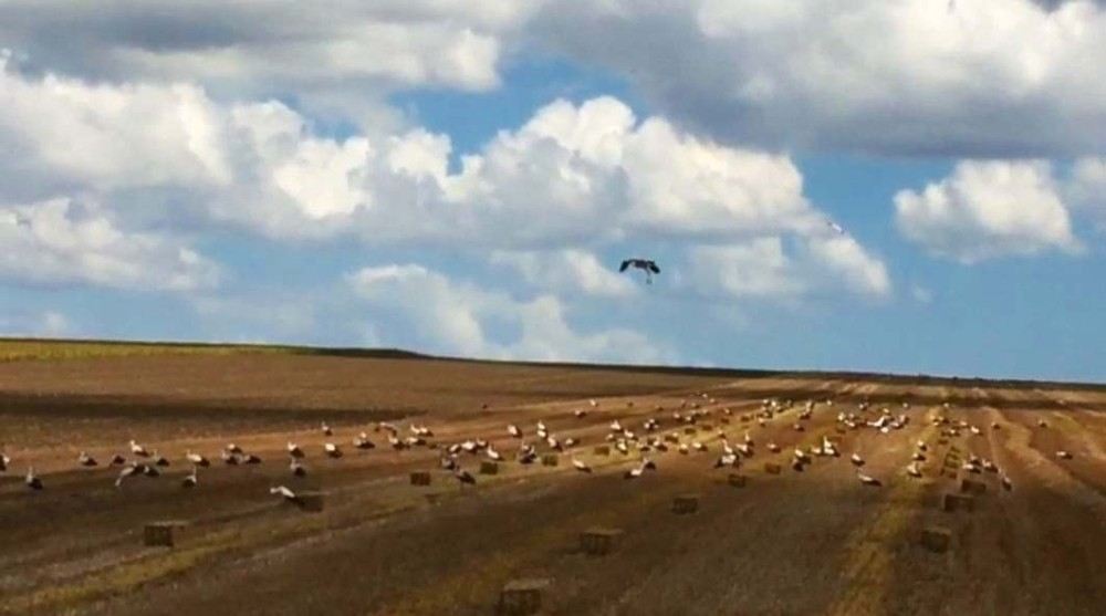 (Özel) Leylekler Buğday Tarlalarına Akın Etti