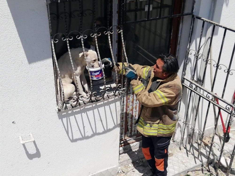 (Özel) Pencere Parmaklıklarına Sıkışan Köpek, Güneşin Altında 2 Gün Boyunca Aç Susuz Kaldı
