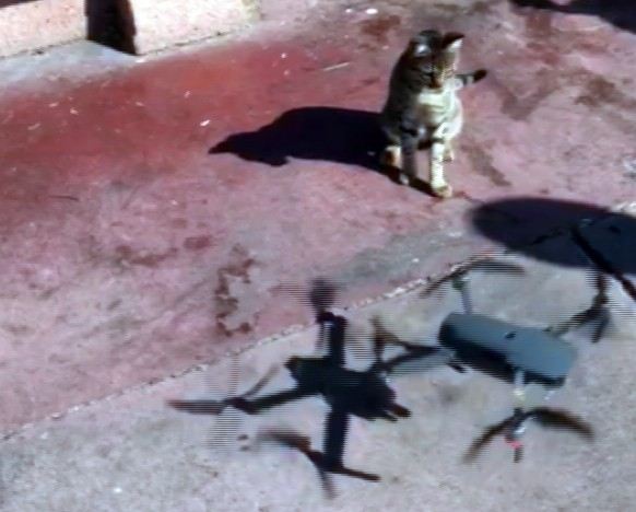(Özel) Sevimli Kedinin Drone Merakı