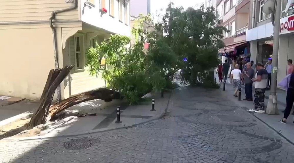 (Özel) Silivride Yıkılan Ağaç Caddeyi Trafiğe Kapattı