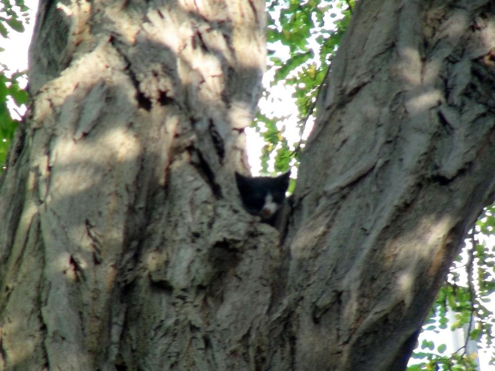 (Özel) Taksimde Ağaçta Mahsur Kalan Kedi İtfaiyeye Zor Anlar Yaşattı