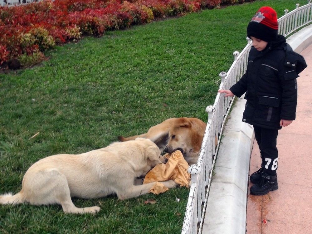 (Özel) Taksimde Filistinli Küçük Çocuğu Köpek Isırdı