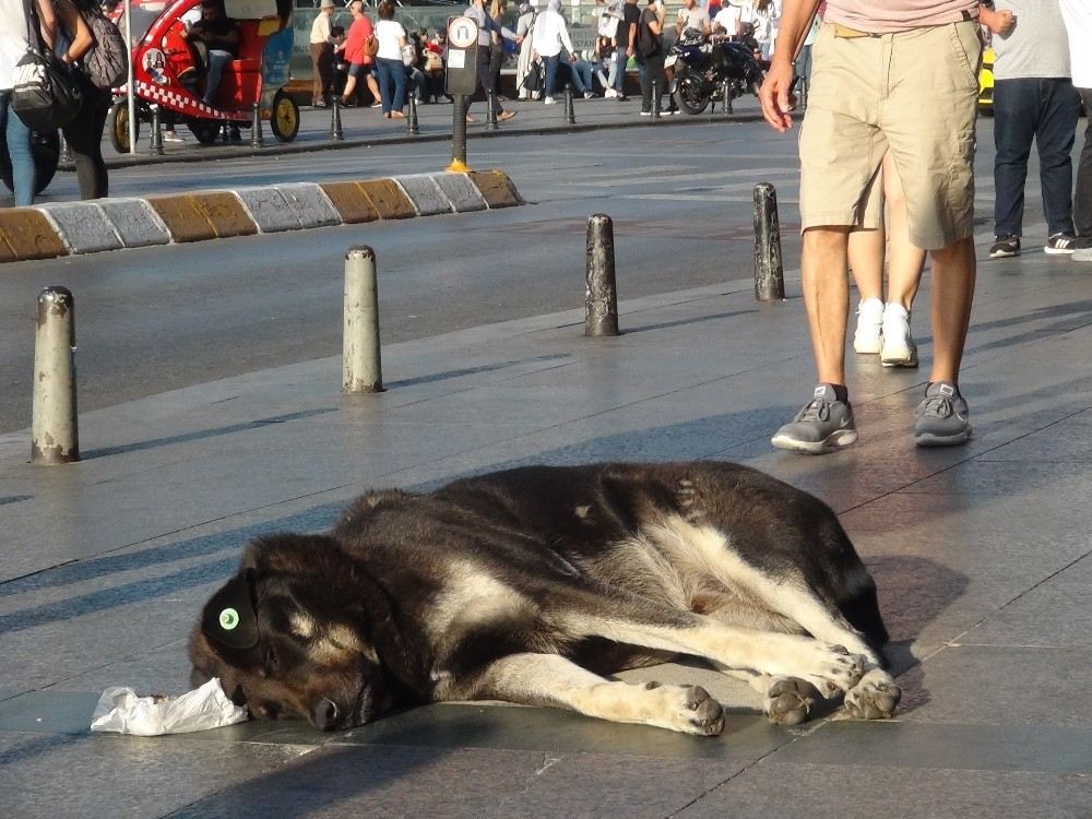 (Özel) Taksimde Turist Kadın Sevdiği Köpek Tarafından Isırıldı