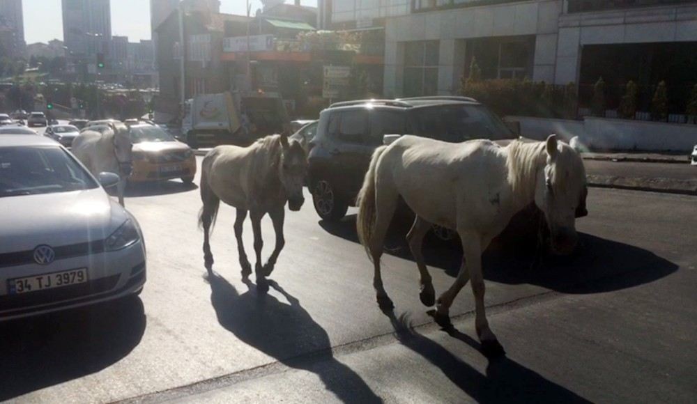 (Özel) Trafikte Başıboş Atlar Sürücüleri Şaşkına Çevirdi