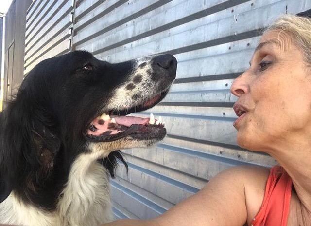 (Özel) Yerel Hayvan Koruma Görevlisi Sokak Köpeği Davasında Beraat Etti