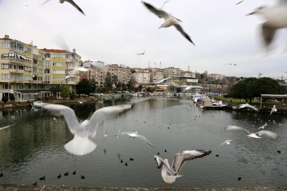 (Özel) Yüzlerce Martının Ekmek Kapma Yarışı