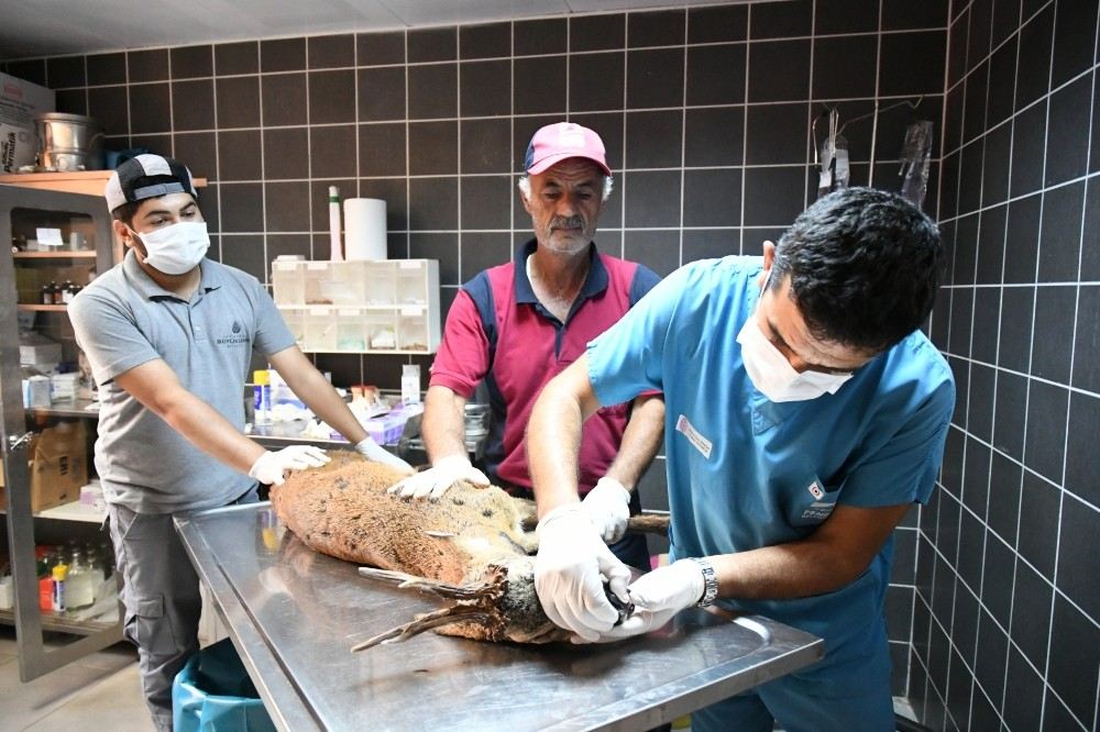 Pendikte Yaralı Karacanın Yardımına Belediye Ekipleri Koştu