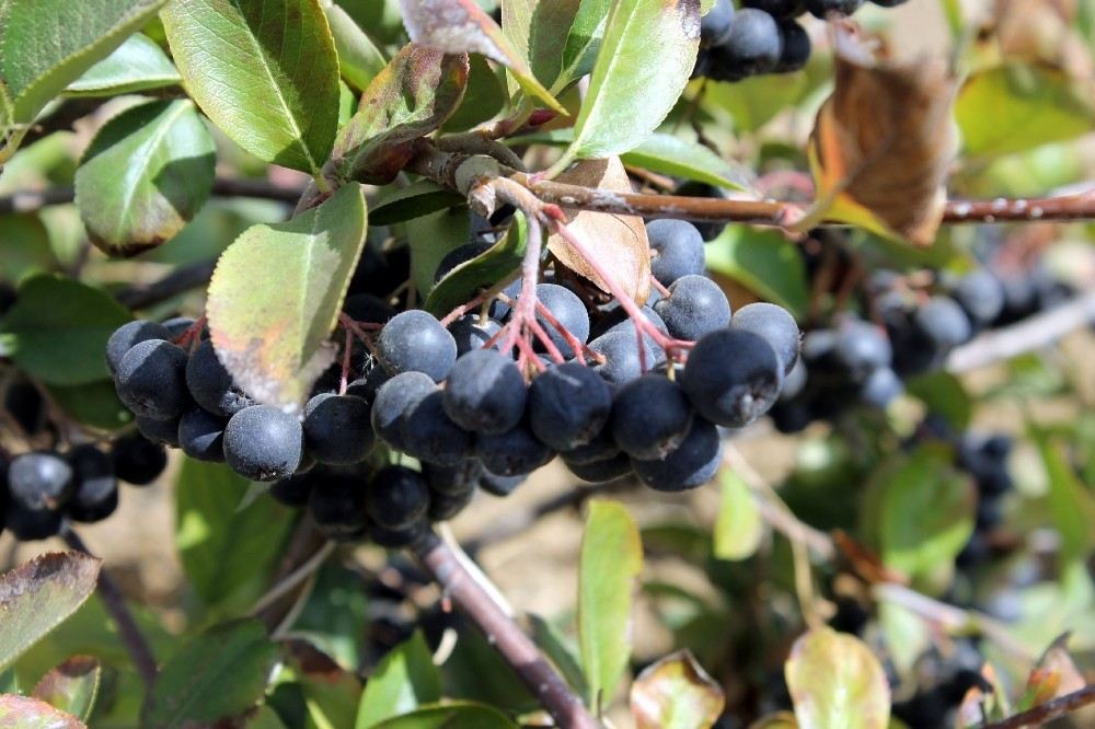 Sağlıklı Zayıflamanın Yeni Gözdesi Aronia Ekstresi