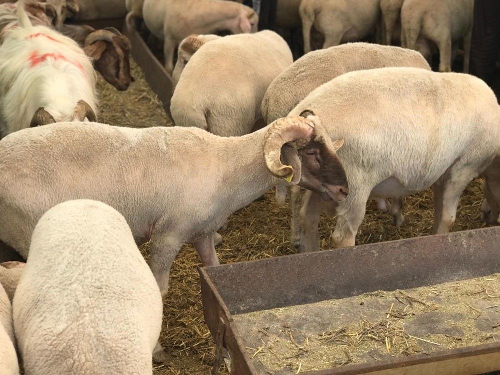 Setbir Başkanı Tezel: Kurbanlık Olarak Küçükbaş Hayvanlara Yönelin