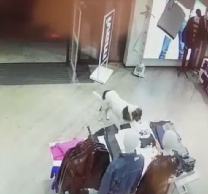 Sevimli Köpek Avmden Tişört Çalarken Kameralara Yakalandı