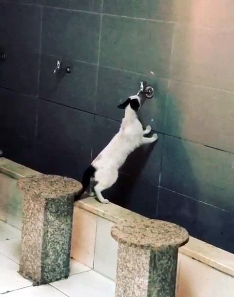 Sıcaktan Bunalan Sevimli Kedi Akmayan Musluktan Su İçmeye Çalıştı