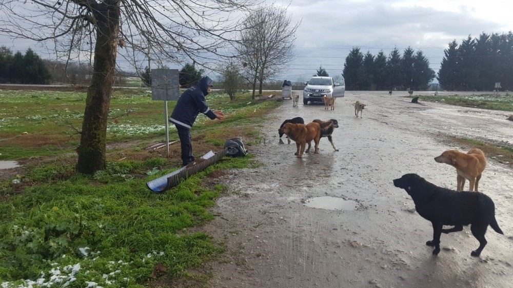 Sokak Hayvanlarına Soğuk Havada Kuru Mama Dağıtıldı