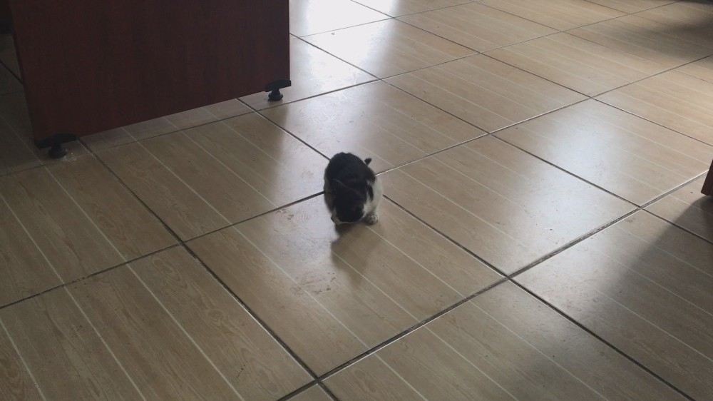 Su Borusunun Altında Ölümü Beklerken, İtfaiye Operasyonu İle Hayata Döndü