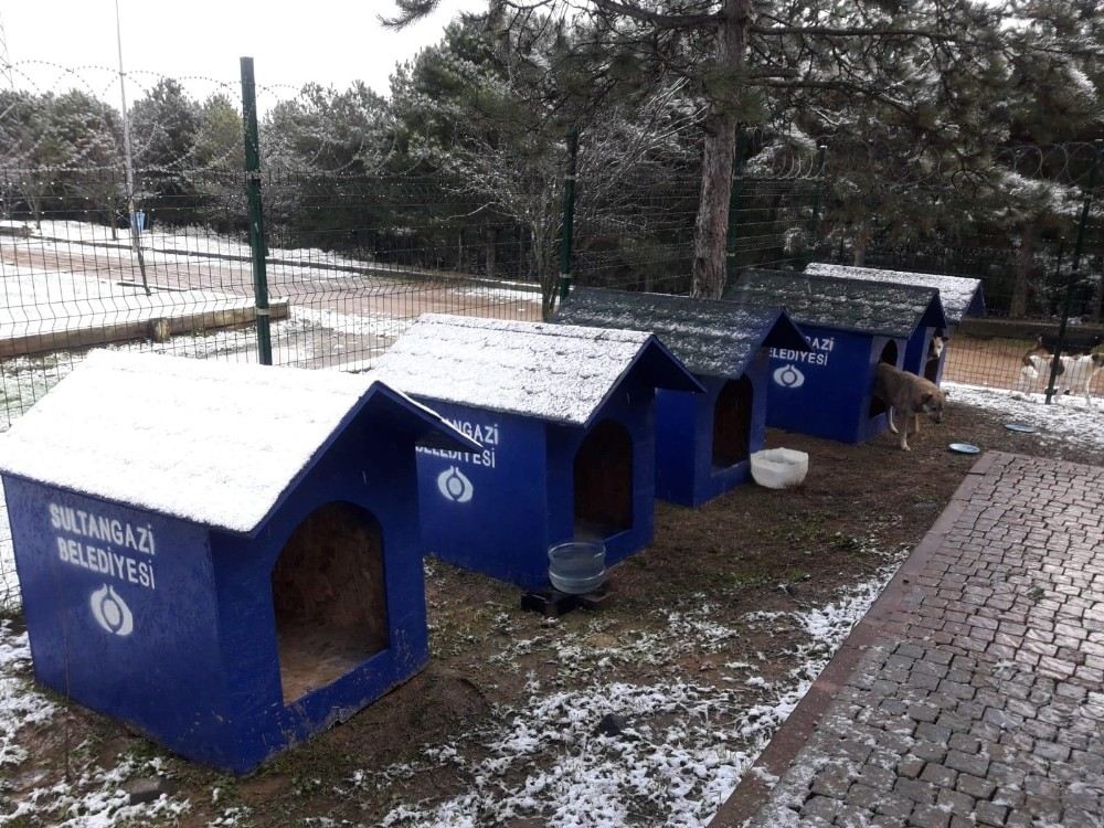 Sultangazide Sokak Hayvanları İçin Bir Çok Noktaya Kulübe Konuldu