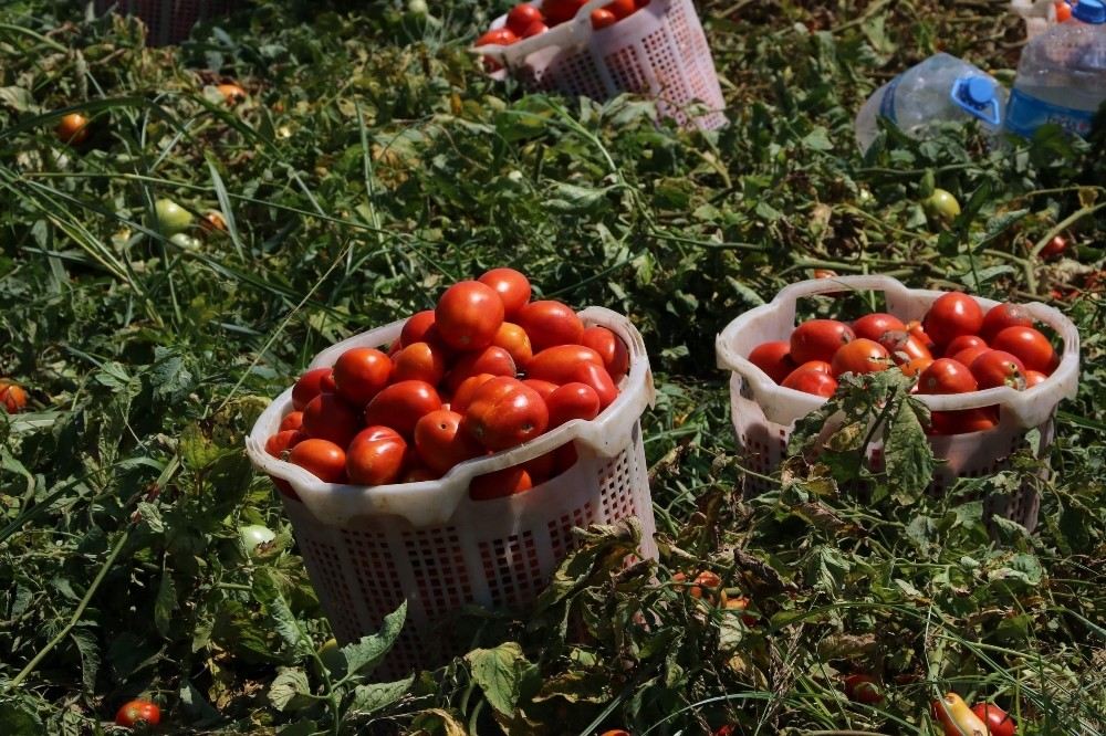 Temmuz Ayının Zam Şampiyonu Domates Oldu