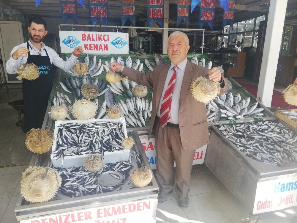 Türkiye Kıyılarında  ?İstilacı Balon Balığı Tehlikesi