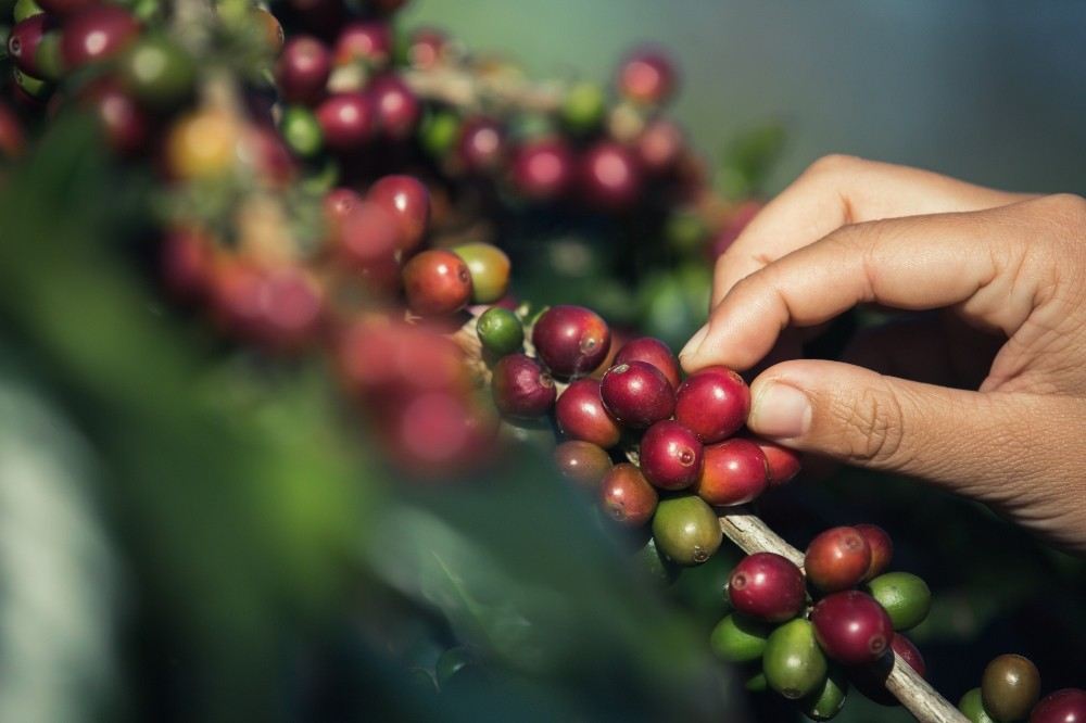 Türkiyede Yılda 100 Bin Tona Yakın Kahve Tüketiliyor