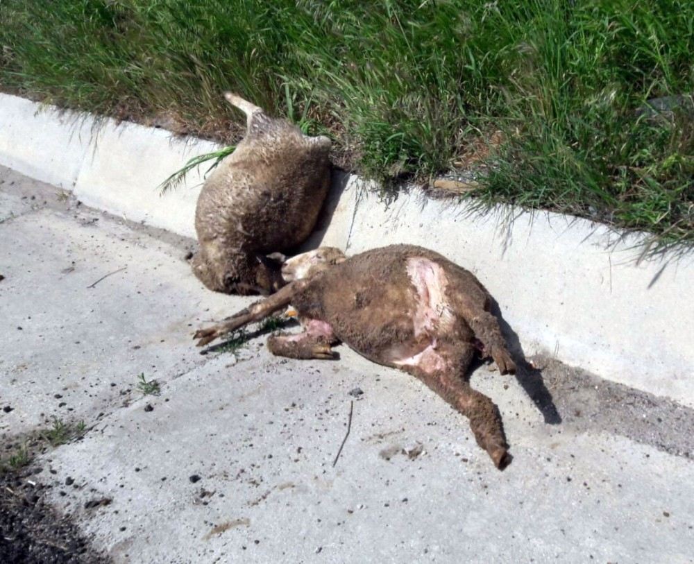 Vicdansızlar Yola Attılar