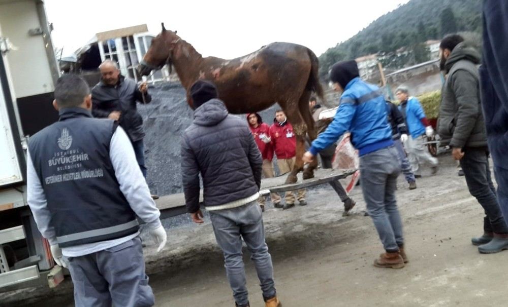 Yaralanan Atlar Sarıyerde