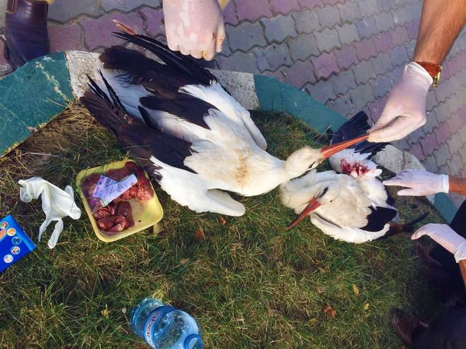 Yaralı 3 Leylek Kurtarıldı