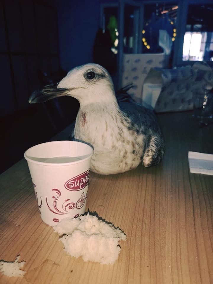 Yaralı Martı Tedavi Altına Alındı