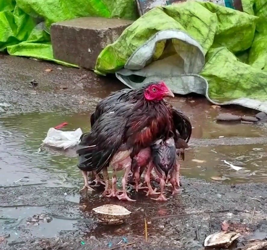 Yavrularını Yağmurdan Koruyan Tavuk Fenomen Oldu