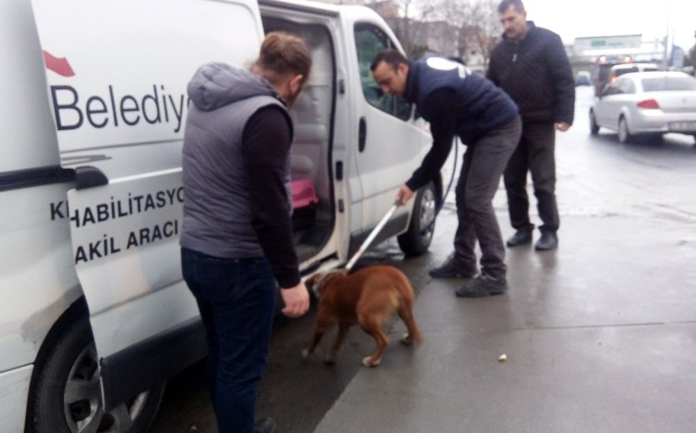 Yol Kenarına Terk Edilmişti, Belediye Ekipleri Tarafından Rehabilitasyon Merkezine Götürüldü