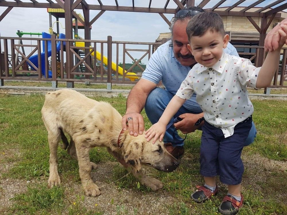 Ziftcan Hem Sağlığına Hem De Yeni Yuvasına Kavuştu